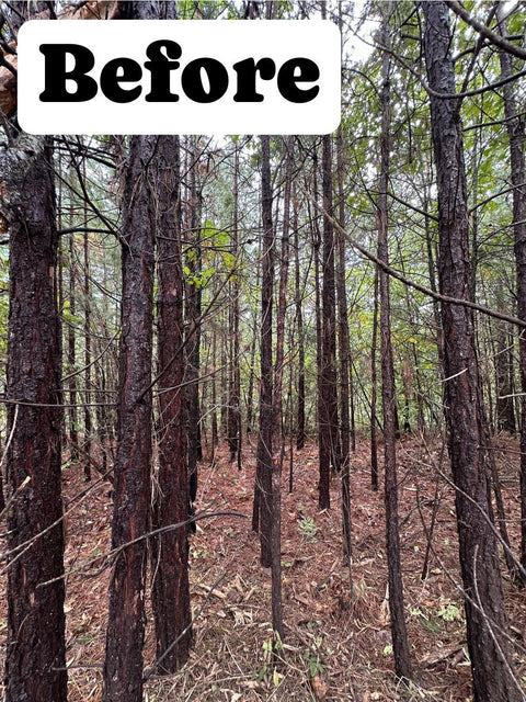 Stinger Disc Mulcher 48"–60" Skid Steer Forestry Attachment | CrewTough